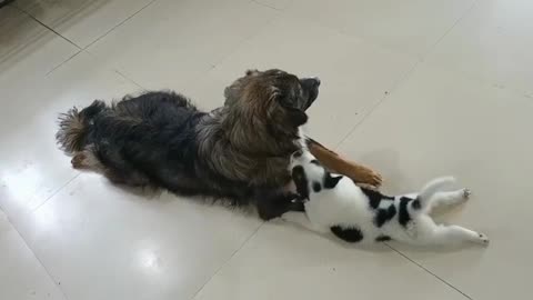 Playful puppy, Lucy with Simba