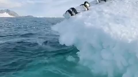 Satisfying Views.Group of Penguins.