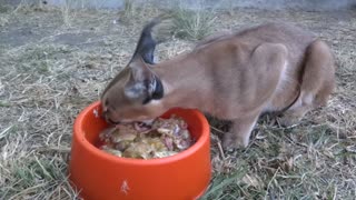 Feeding A Lynx or Caracal Called Lucius | Moholoholo South Africa