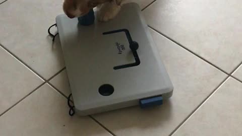 Intelligent puppy solves puzzle to get food