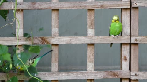 Cute Parot Trying To Cut The Branch