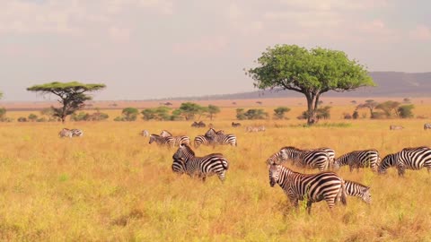 Zebra Group in Africa