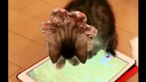 Cute Little Puff Ball Kittens and Cats Funny Movements