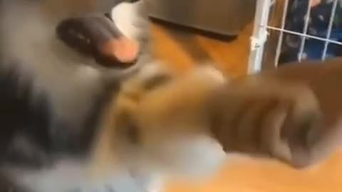 Cute Dog Handshaking | Funny Dog Training| handshake