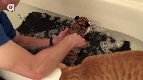 How To Bathe a Cat