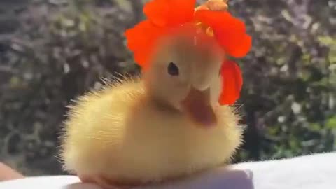 Cute bird duck so adorable