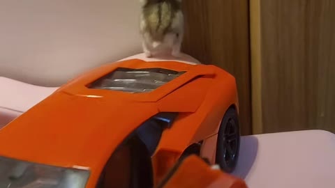 Hamsters riding a Ferrari