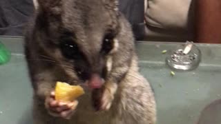 Possum Stealing Snacks