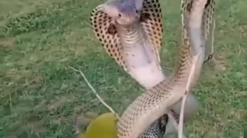 Two Cobra's captured on camera