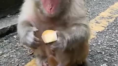 🐒 Cute and Funny Baby🙉 Monkey🐵