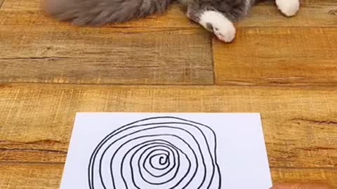 Dizzy Cat Mesmerized by Drawing - Funny Cat Videos - Funny Animals Videos