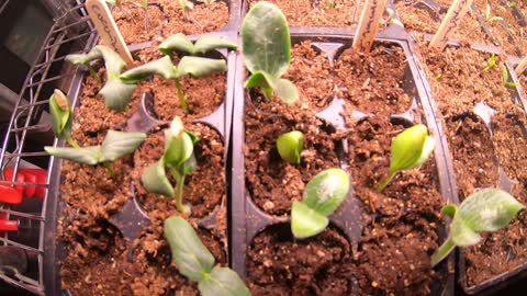 Time-lapse of Cucumber seedling starters starting to come up
