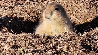 Prairie Dog