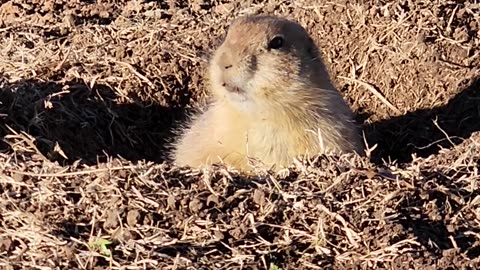 Prairie Dog