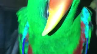 cute parrot tries to understand