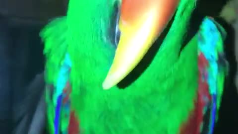 cute parrot tries to understand