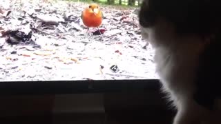 Cat trying to get bird from computer screen