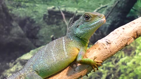 Water Dragon Lizard Chinese Beautiful