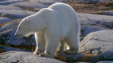 Polar Bears_ Don’t Boop The Forbidden Snoot