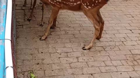 Sika deer are eating food given by tourists!