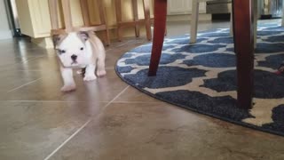 Brown white french bulldog puppy walks across blue carpet