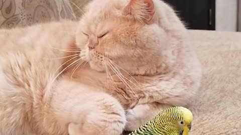 Кот и птица, милые животные #79