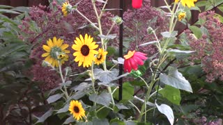 Ruby Throated Hummingbird By Sunflowers