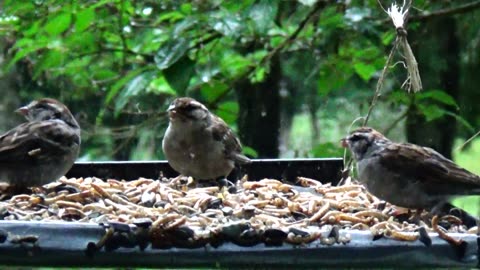 Chirping Sparrows