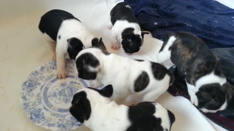 French Buldog puppies are eating meal