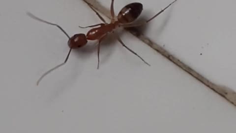 Ant Dance with funny calm Music