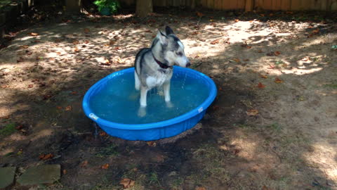 Puppy has the time of his life in baby pool