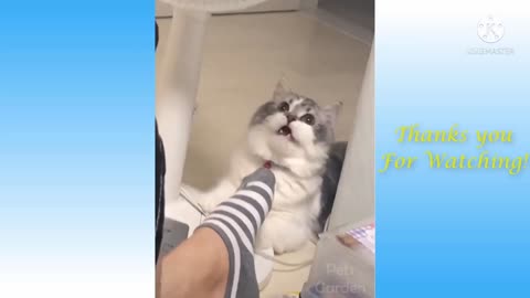 Cats reaction after smelling dirty socks