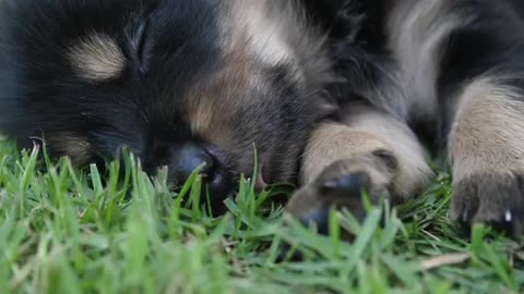 German pup sleeping in grass