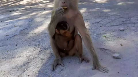 POOR MONKEYS EATING CHIPS!