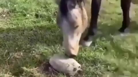 Best funny horse