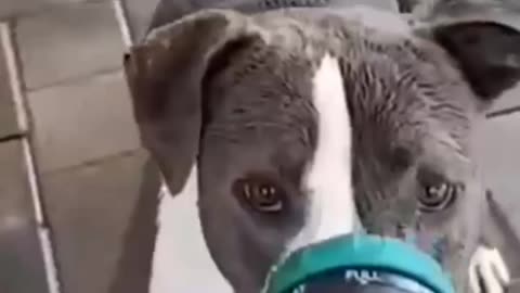 Cute Dogs Gets Shower Suddenly in Amazing way