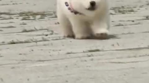 Cute naughty white fluffy Alaskan dog