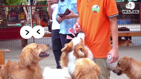 Adorable Puppy Playtime: Heartwarming Moments of Furry Joy