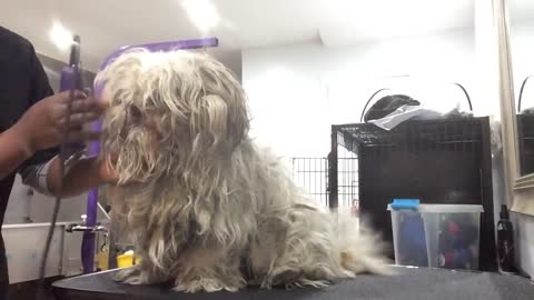 Grooming A Scared And Aggressive Matted Dog