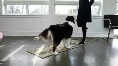 Dog Is Doing Yoga With His Owner
