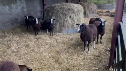 Lamb fed in trailer as easy learning for loading early monday morning
