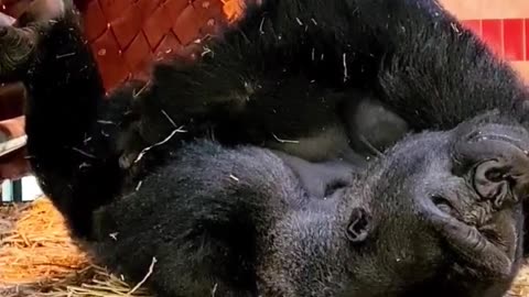 Here are some very relaxed gorillas #silverback #gorilla #animals #relaxing #youtubeshorts