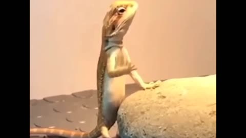 Tai Chi Lizard 😂😅🦎