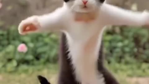 Dancing cat 😺🐈