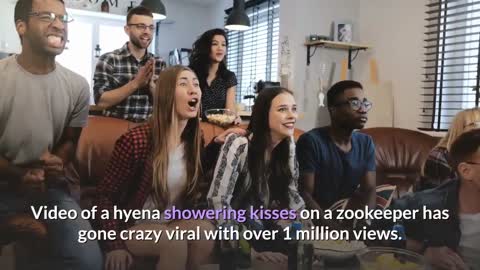 Video of hyena showering kisses on zookeeper is crazy viral with over 1 million views. Watch
