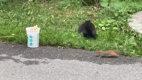 3 Blue Jays. A Black Squirrel and a Chipmunk 😊