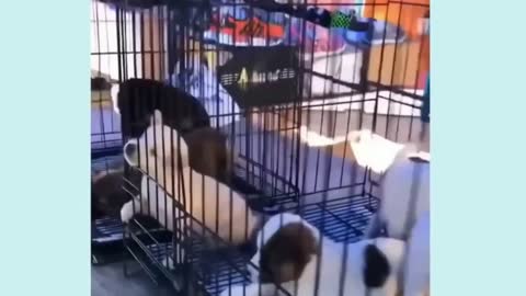 Cute Puppies 😍 Cute Funny and Smart Dogs Compilation_Funny Dogs 2021