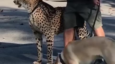 Dog & Leopard cute friendship