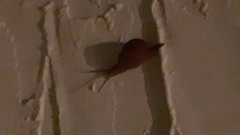Caracol En La Pared / Snail On The Wall II