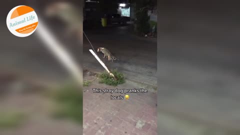 This Stray Dog, Pranks The Locals